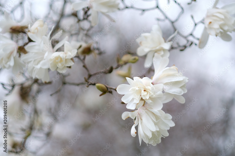 Magnolia Magnolia