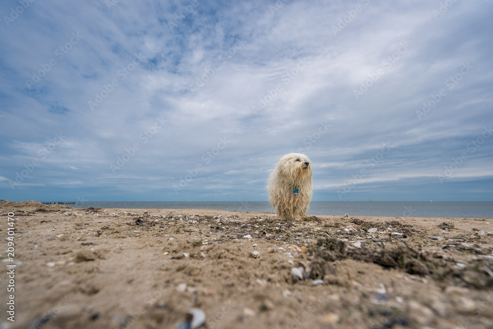 Havaneser am Meer Havaneser am Meer