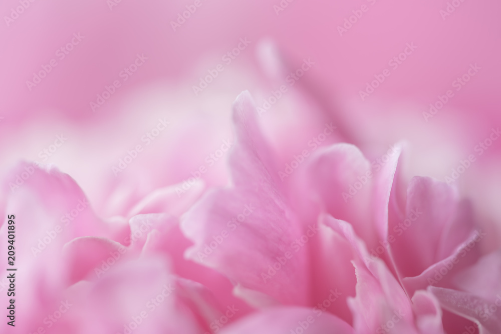 Pink petals with blurred focus Pink petals with blurred focus