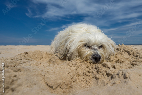 Hund am Sandstrand © R.Bitzer Photography