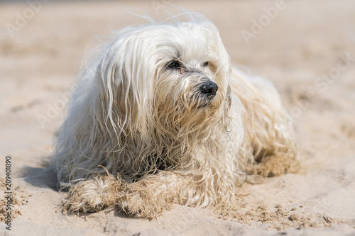 Hund am Strand © R.Bitzer Photography