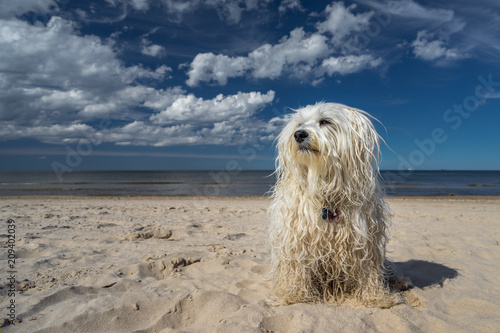 Kleiner Hund am Strand © R.Bitzer Photography