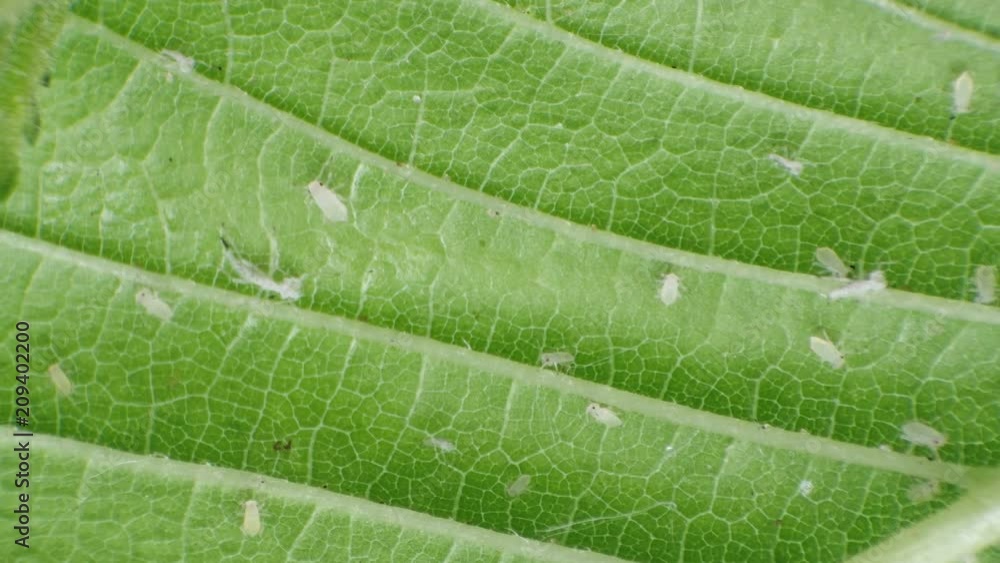 aphids on a green leaf under a microscope aphids on a green leaf under a microscope