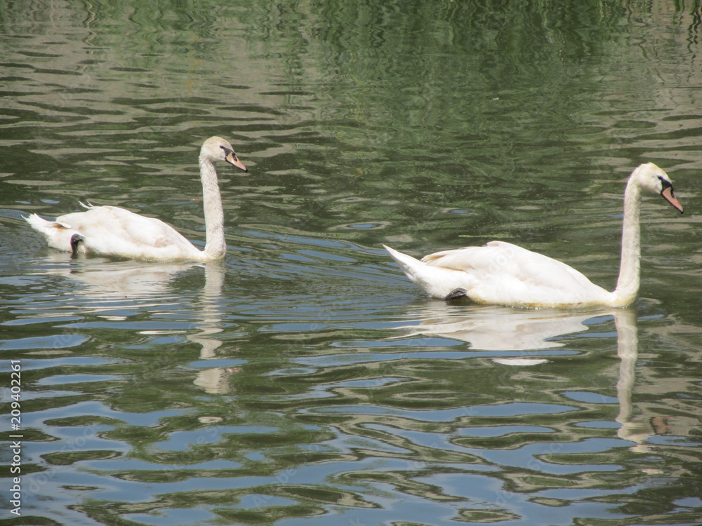 Fototapeta premium Swans on the river