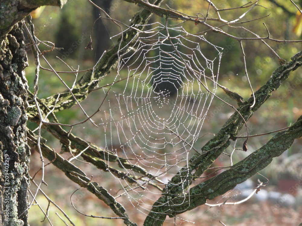 custom made wallpaper toronto digitalThe work of a valuable spider 