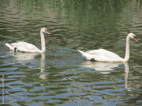 Swans on the river