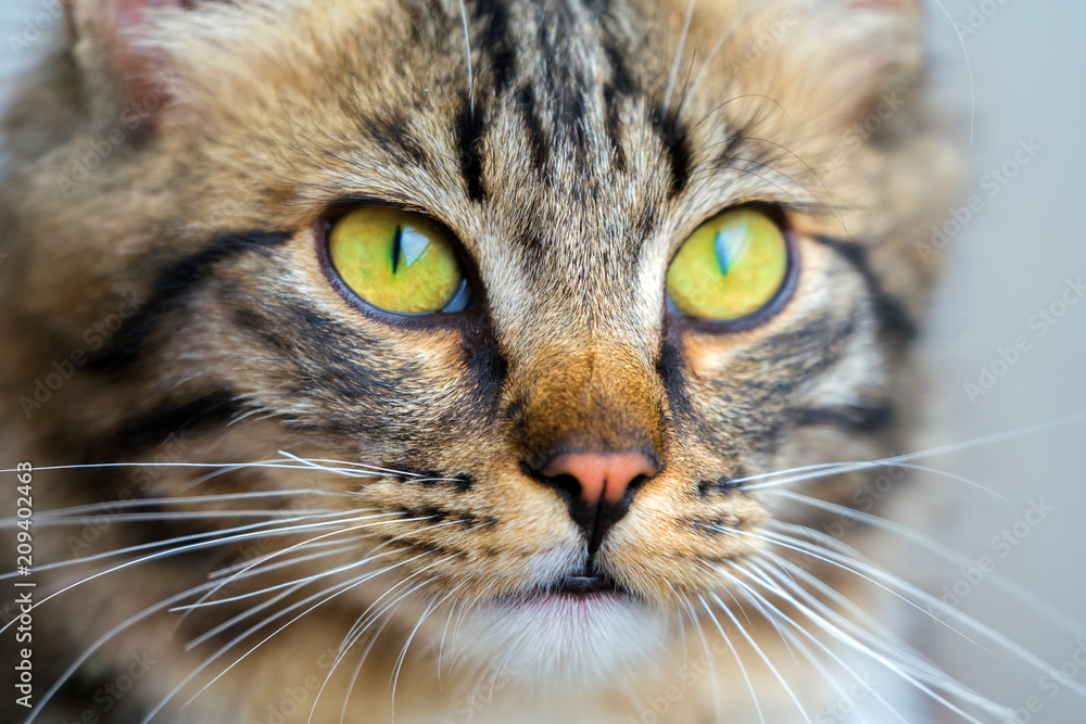 Yellow cat eyes and muzzle, detail portrait of a cat.
