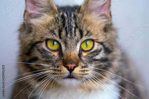 A non-pedigreed beautiful cat, looks at the camera © Dmitriy