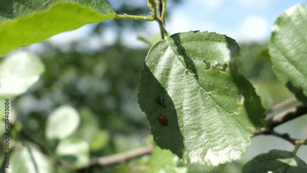 Green Leaves And Ladybird Beetle On A Background Of Lake Green Leaves And Ladybird Beetle On A Background Of Lake