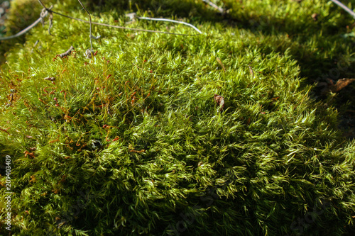 Green moss close-up image