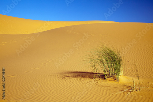 Sahara Desert Dunes & Plant