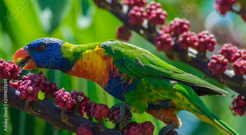 Rainbow lorikeet foraging