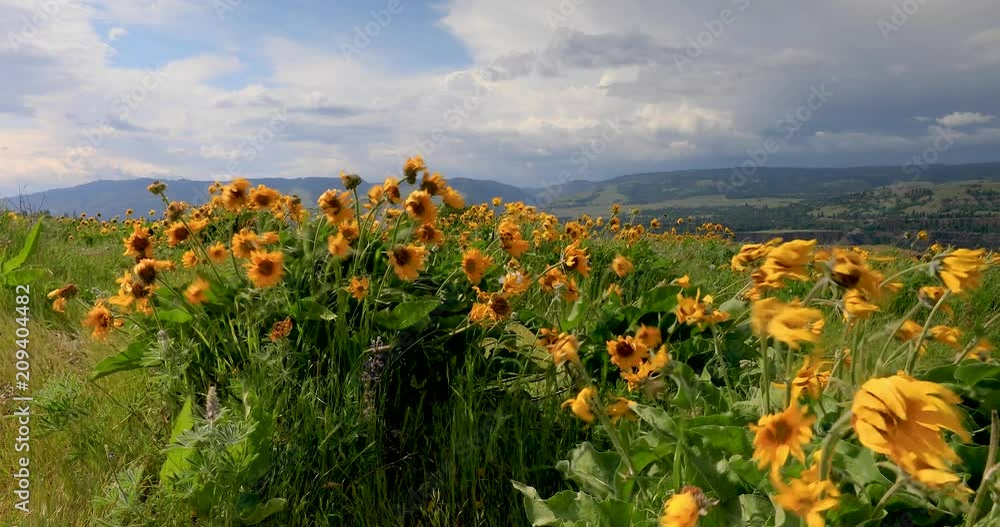 Balsamroot wildflowers, Colunbia River Gorge, Oregon. Balsamroot wildflowers, Colunbia River Gorge, Oregon.