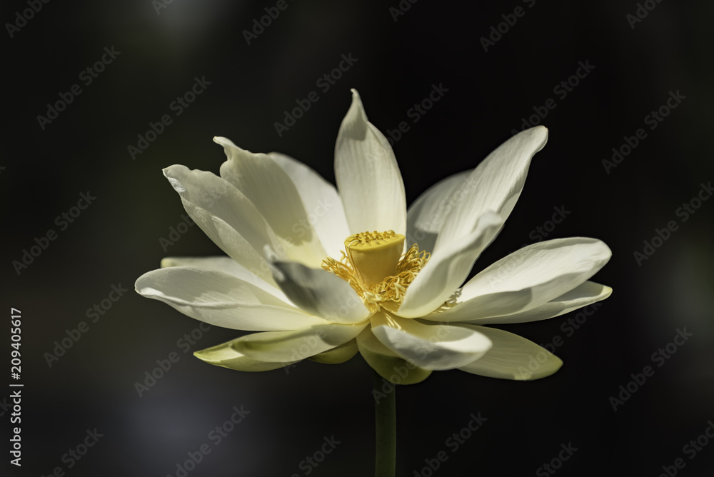 Fototapeta premium Water Lilly Blossom