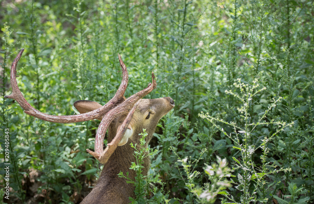 Picture above deer in zoo Picture above deer in zoo