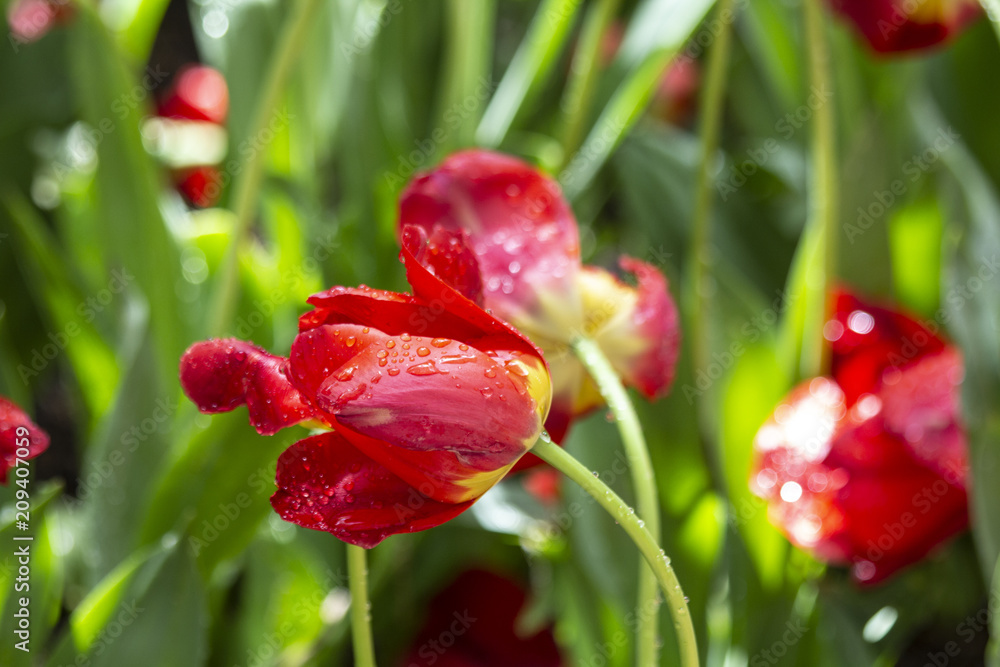 Macro shot of red tulips in Central Park in New York City Macro shot of red tulips in Central Park in New York City