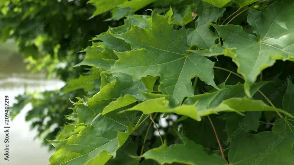 Green Maple Leaves On A Background Of Lake Green Maple Leaves On A Background Of Lake