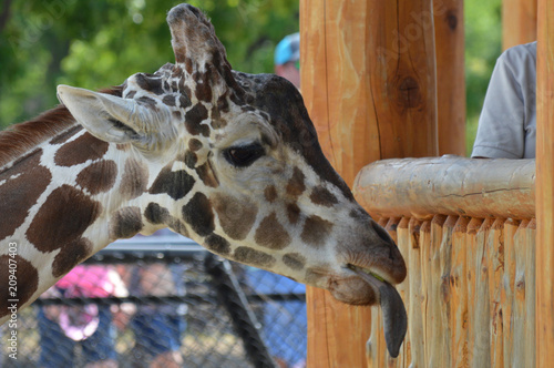 Canvas Print Head of a giraffe