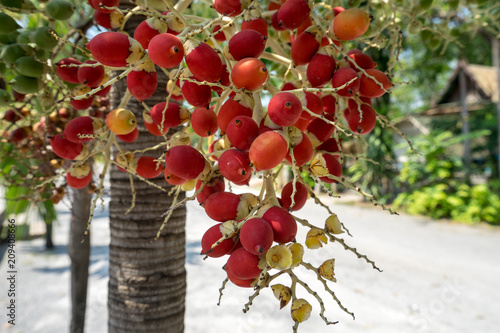 red chedi tree on closeup photo