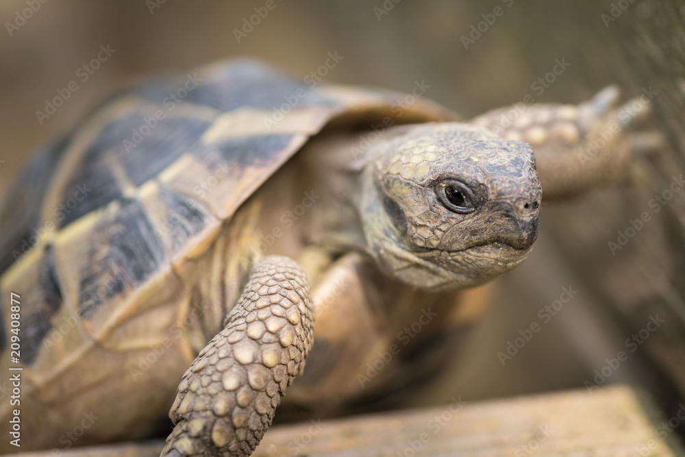 A tortoise climbing on a piece of wood A tortoise climbing on a piece of wood