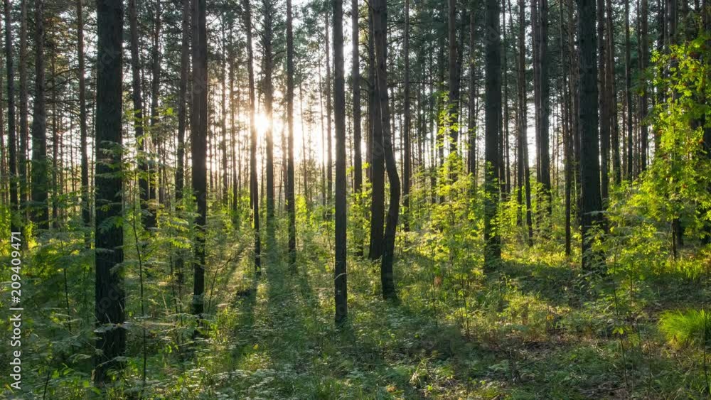 bright sunset in the woods, time lapse. ultraHD (4K) bright sunset in the woods, time lapse. ultraHD (4K)