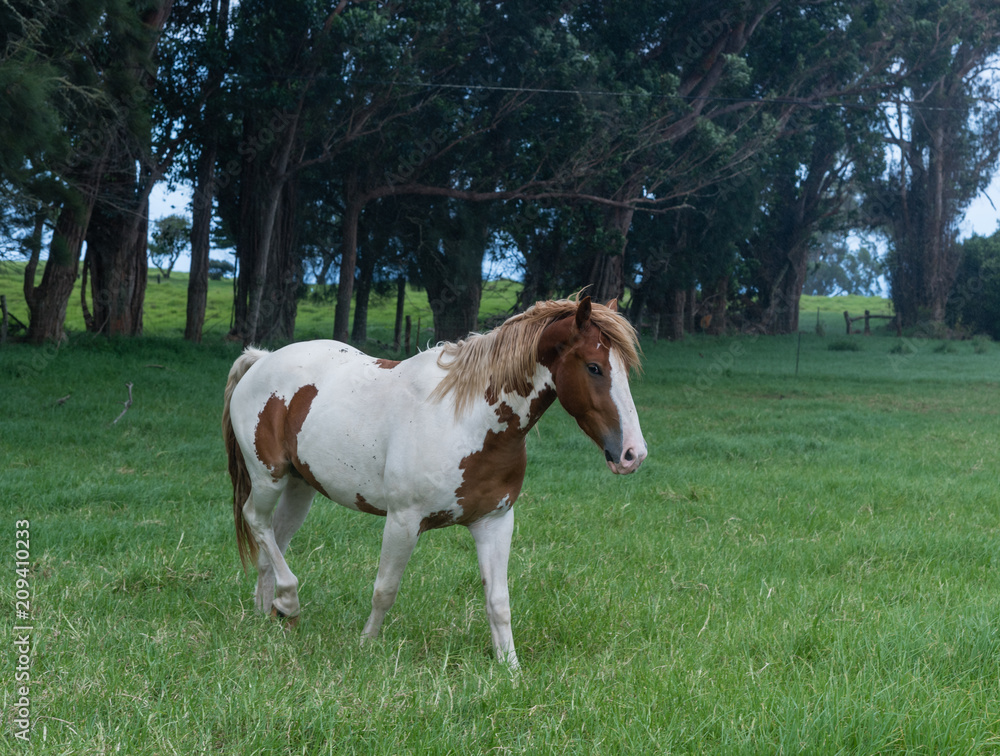 Beautiful horse at a horse ranch in Kohala on the Big Island of Hawaii