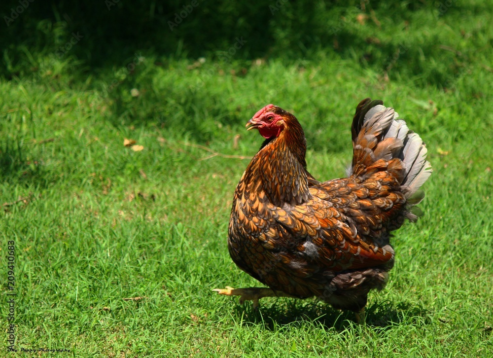Fototapeta premium Run Chicken Run
