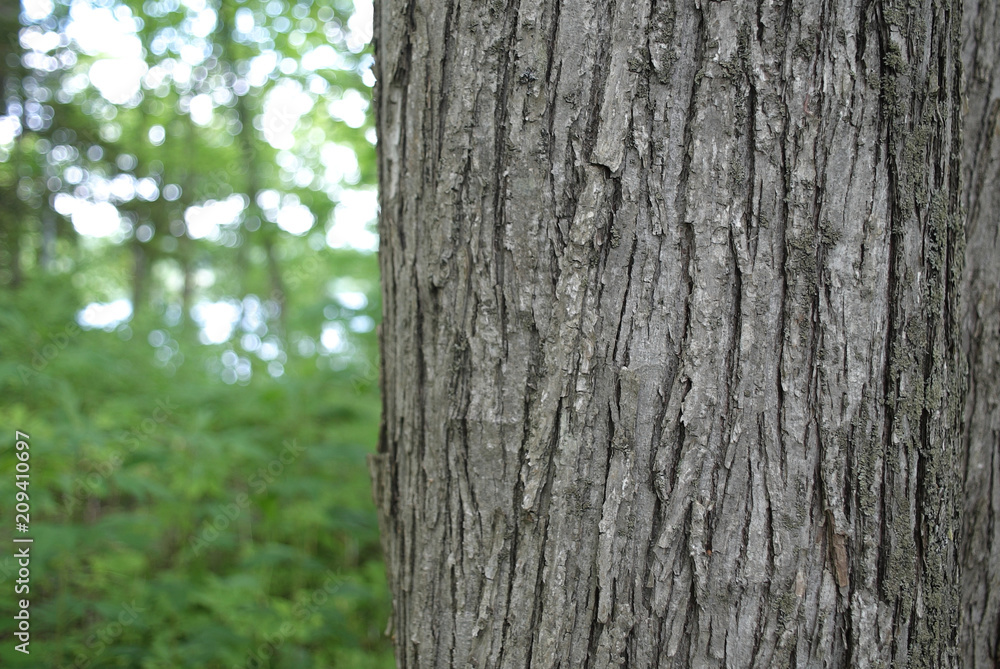 bark of a tree