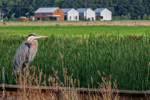 Принти на полотні Great Blue Heron in Blackwater National Wildlife Refuge perches near Harriett Tu