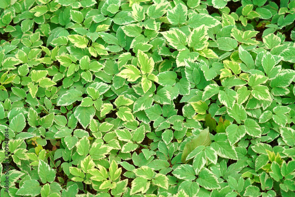 close up on ivy leaves as nature background close up on ivy leaves as nature background