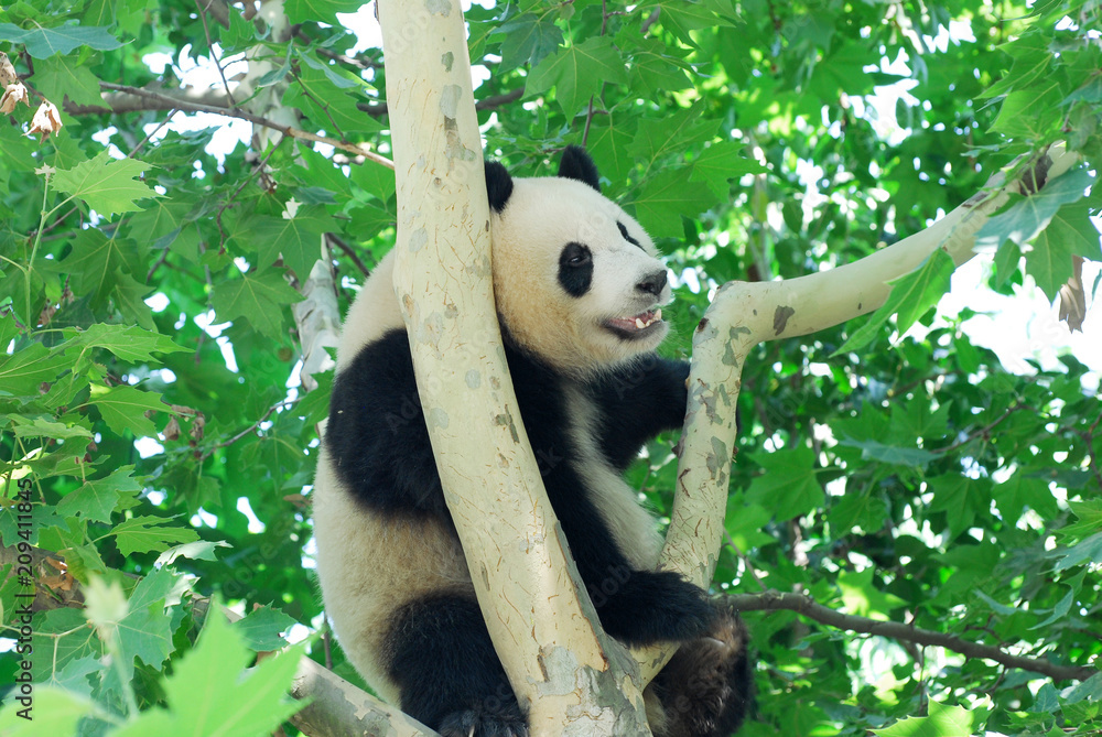 Fototapeta premium close up on young panda climbing up on the tree