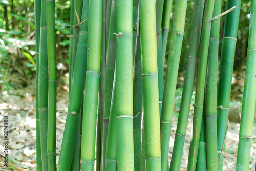 close up on green bamboo stems