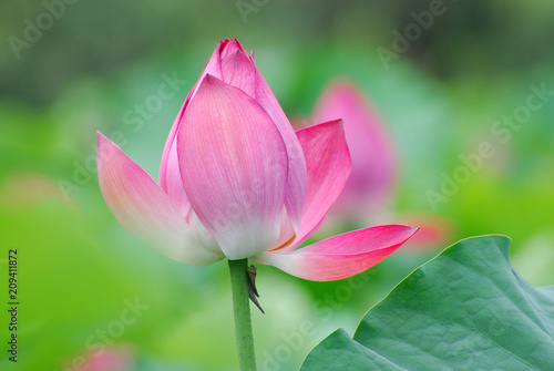 blooming lotus flower in summer pond with green leaves as background