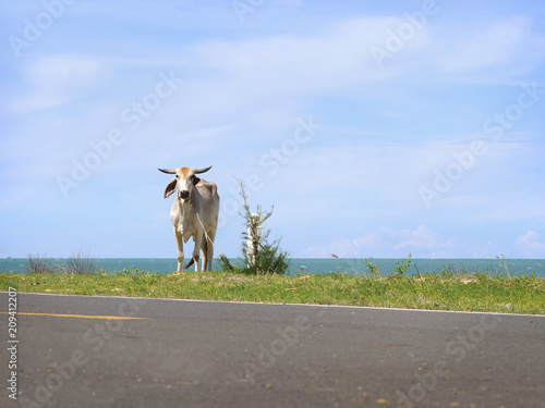 White cow standing by the road