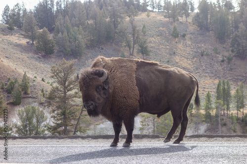 Buffalo staring, ready to charge into my car!