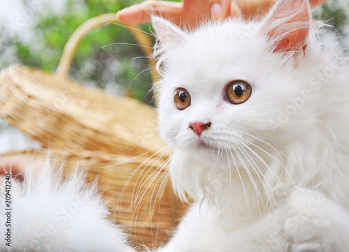 White Persian cat portrait.