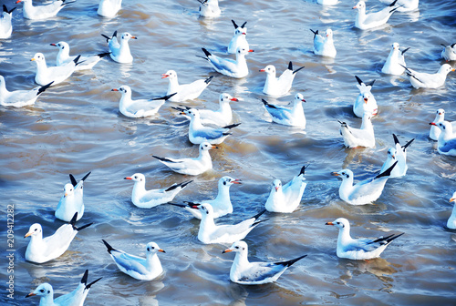 Flock of Seagull are swimming.