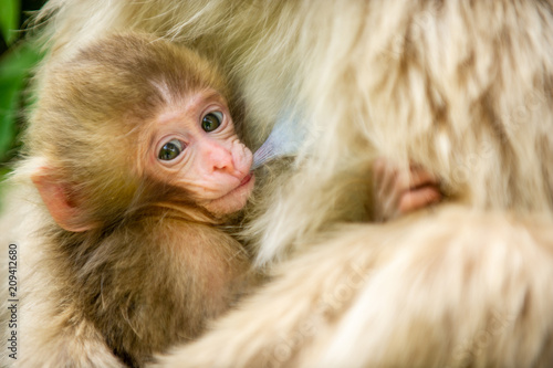 Macaque with nursing infant, Jigokudani Monkey Park