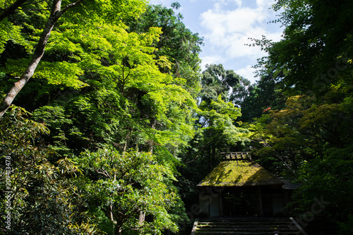 新緑の法然院（京都・日本） © tatsuo115