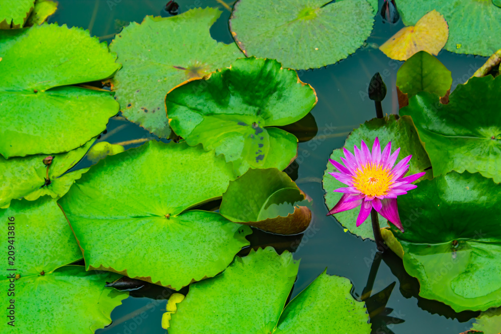 Lotus pink water droplets stick flowers and leaves. After the rain. Lotus pink water droplets stick flowers and leaves. After the rain.