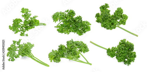 set of parsley isolated on a white background