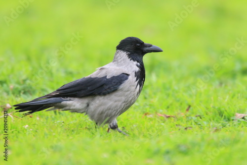 Hooded crow (Corvus cornix) in Turkey
