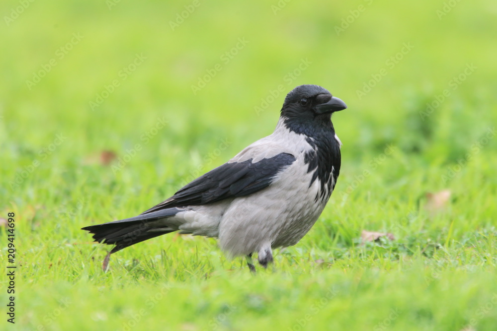 Hooded crow (Corvus cornix) in Turkey Hooded crow (Corvus cornix) in Turkey