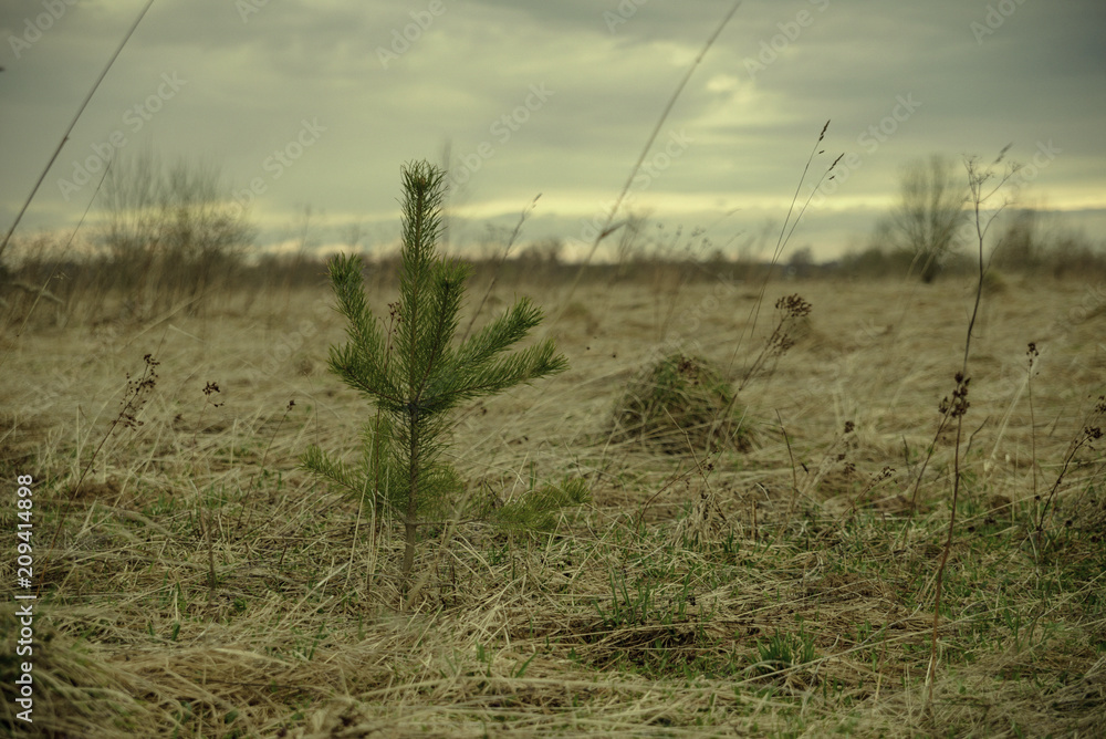 Fototapeta premium Dry grass field pasture with old, rotten grass, in the spring, in the autumn and trees in the distance is an old retro filtered look.