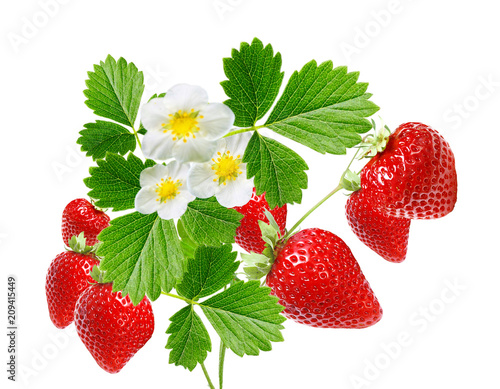 ripe garden freshness strawberries