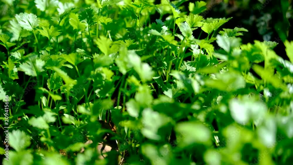 Video UHD camera move beside Coriander, fresh green herb, close up, 4K, Video UHD camera move beside Coriander, fresh green herb, close up, 4K,