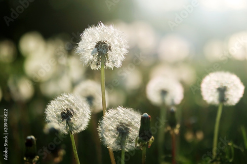 Beautiful spring nature background with dandelion seed heads close up. Dandelion seed heads in setting sun light close up in a shallow depth of field on a green lawn with dandelions bokeh background.
