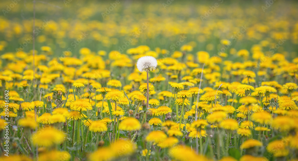 Obraz premium dandelion