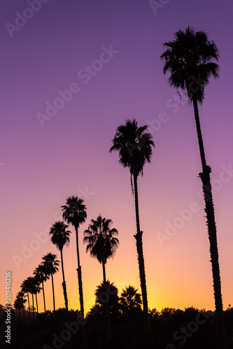 Beautiful vivid sunset with silhouette of Palm trees