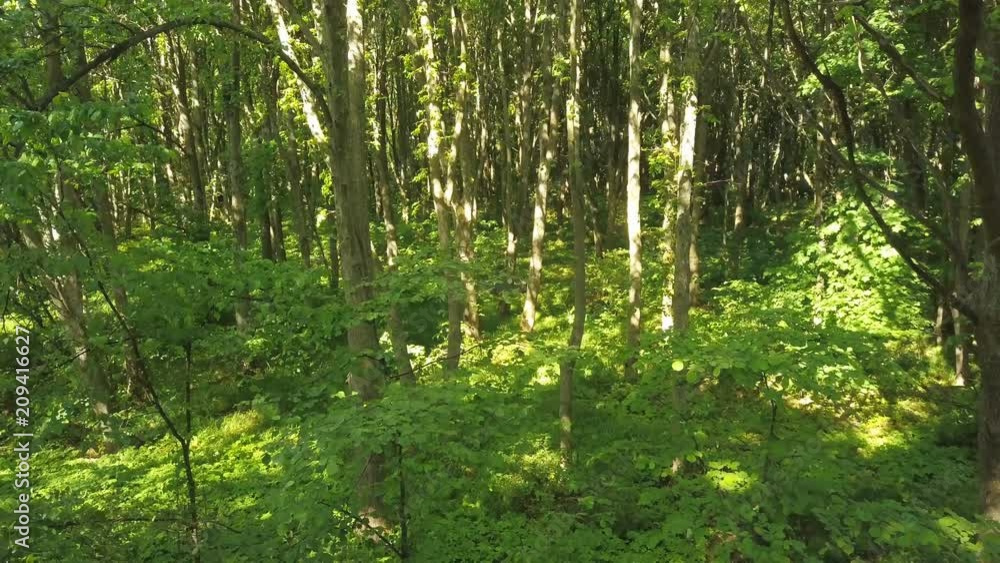 4K Aerial. Slow smooth fly up inside green summer wood. Rear movement 4K Aerial. Slow smooth fly up inside green summer wood. Rear movement